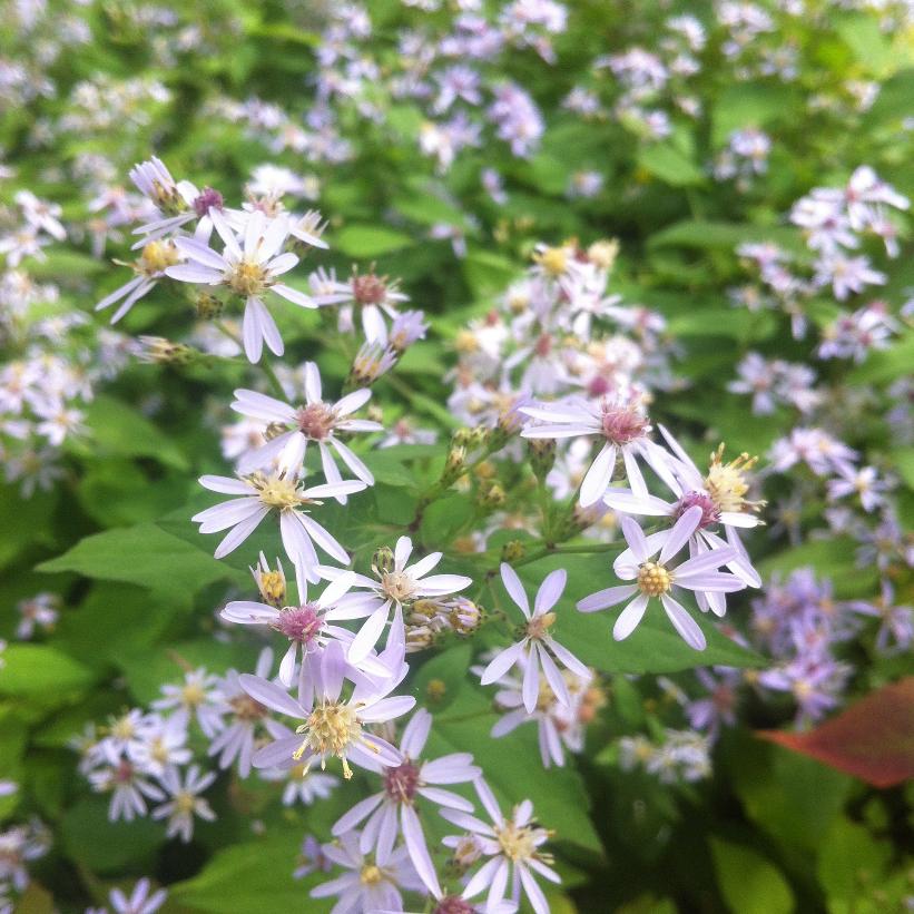 Heart-leaved Aster, Blue Wood Aster