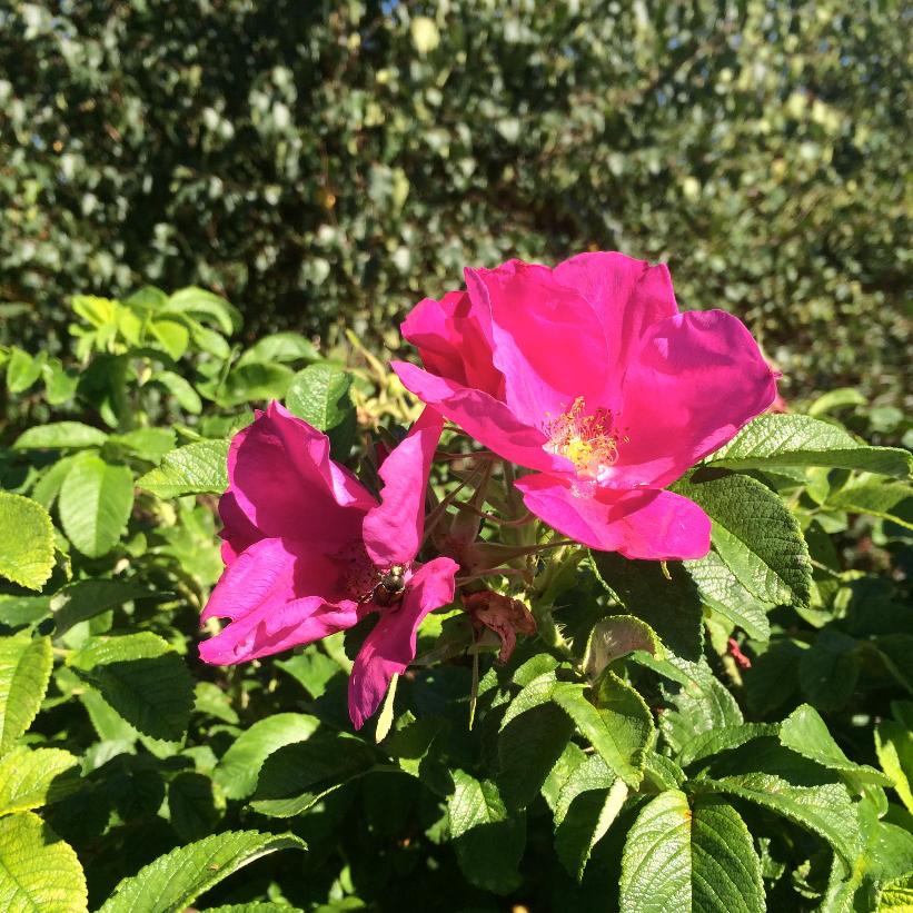 Rugosa Rose