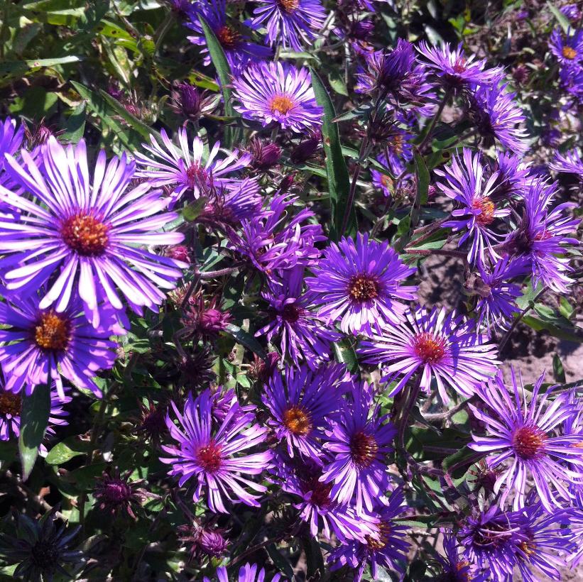 New England Aster