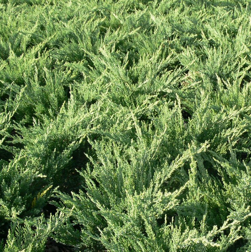 Blue Tamarix Savin Juniper
