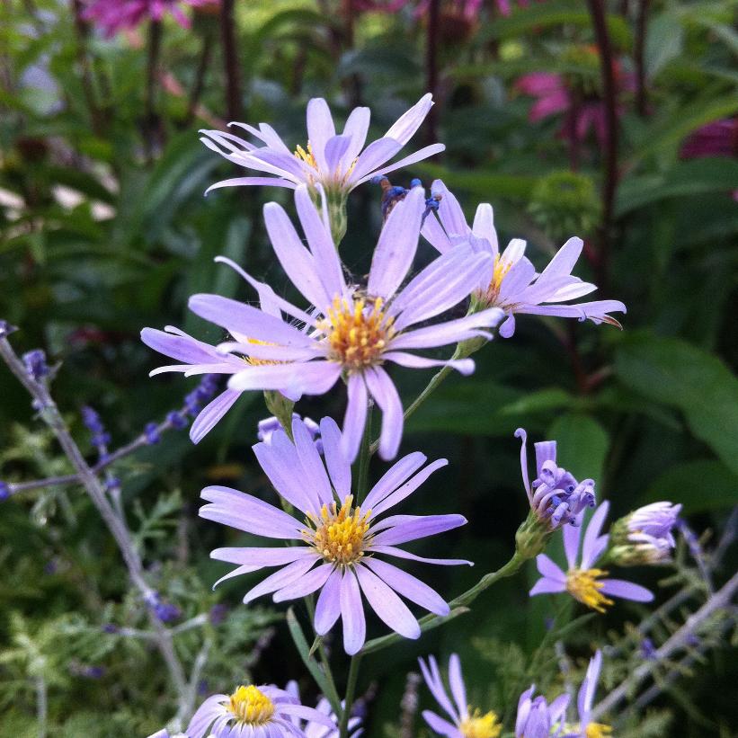 Sky Blue Aster, Azure Aster