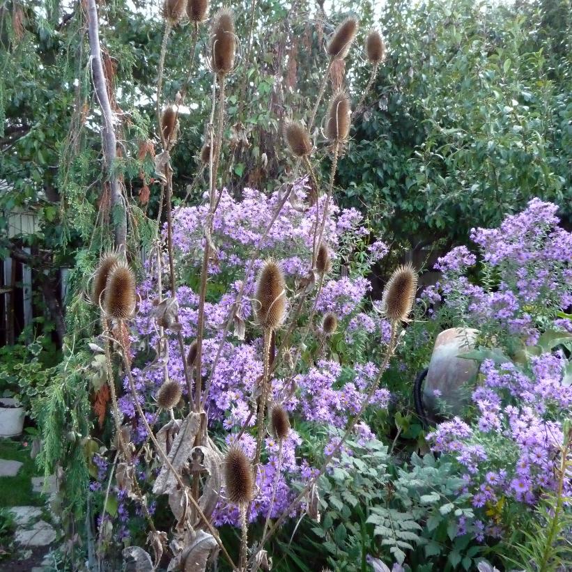 Swamp Aster, Purple Stemmed Aster
