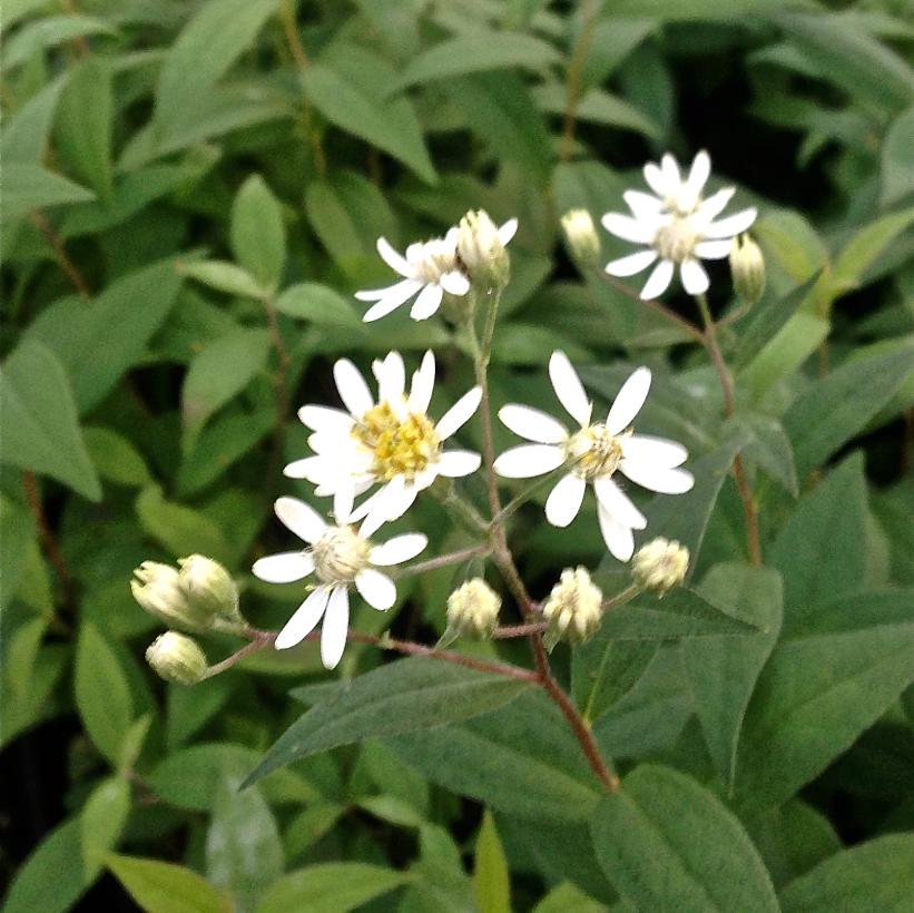 Flat-topped Aster, Parasol Whitetop, Umbellate Aster