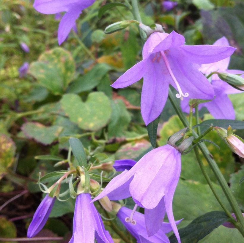 Tall Bellflower, American Bellflower