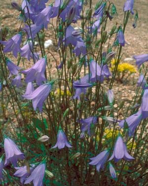 Harebell, Bluebell