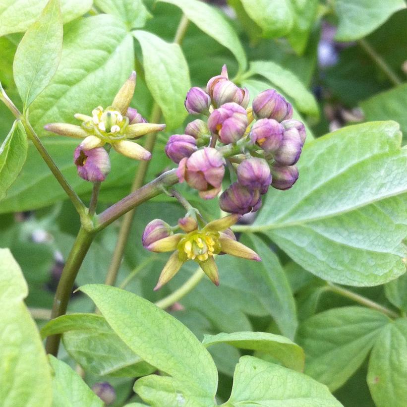 Blue Cohosh, Squaw Root, Papoose Root