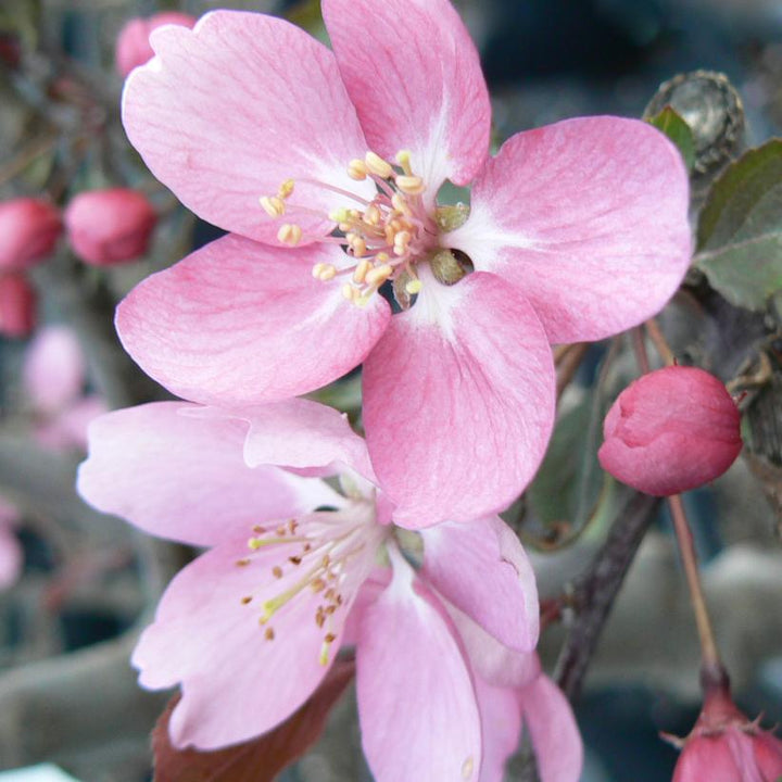 Makamik Crabapple