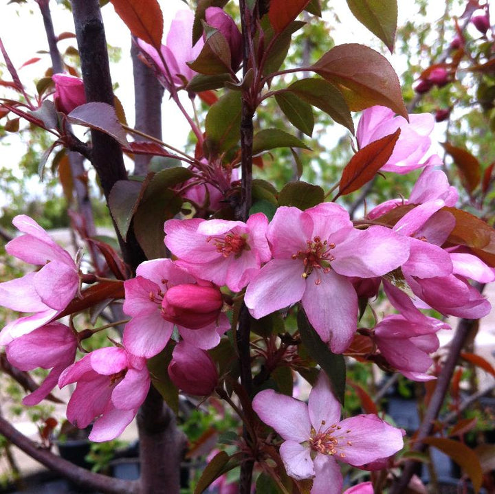 Pink Spires Crabapple