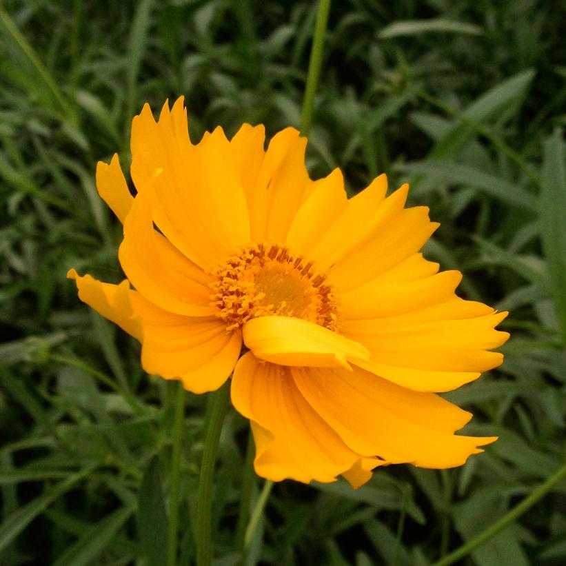Lance-leaved Tickseed, Sand Coreopsis