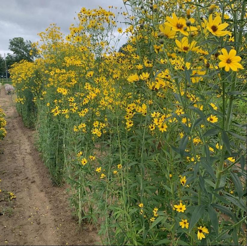 Tall Coreopsis