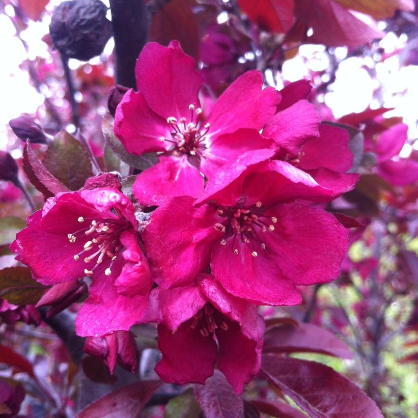 Purple Gem Crabapple