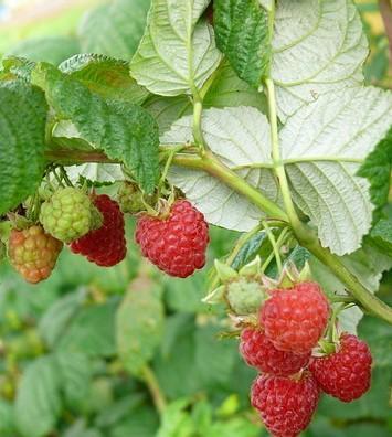Wild Red Raspberry