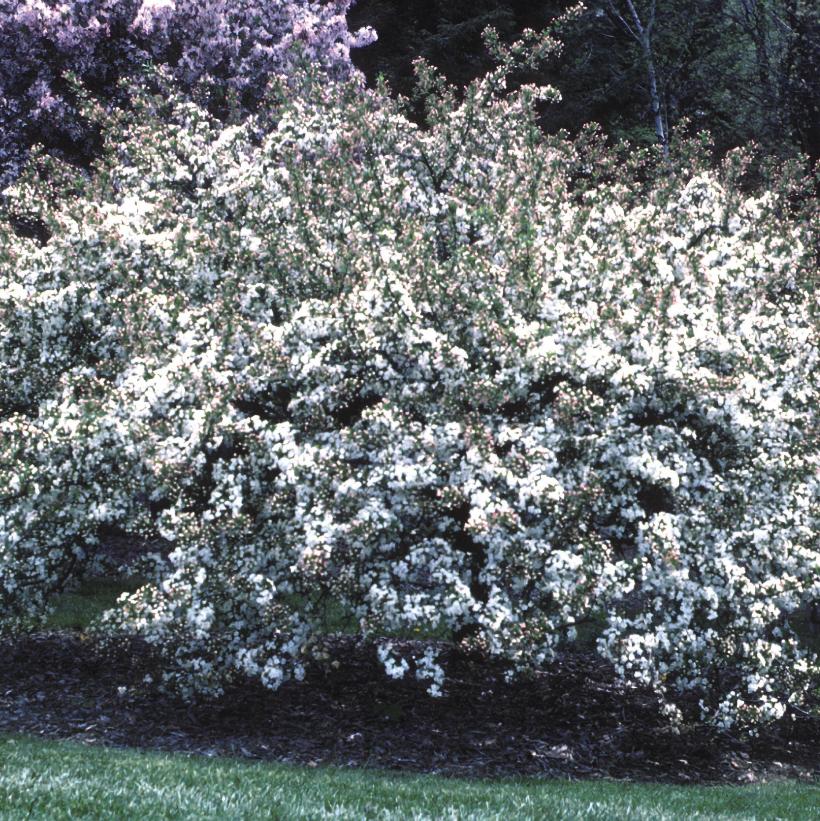 Sargent Crabapple