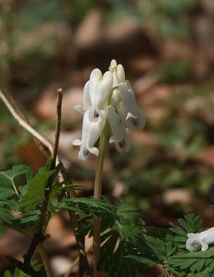 Squirrel Corn, Turkey Corn