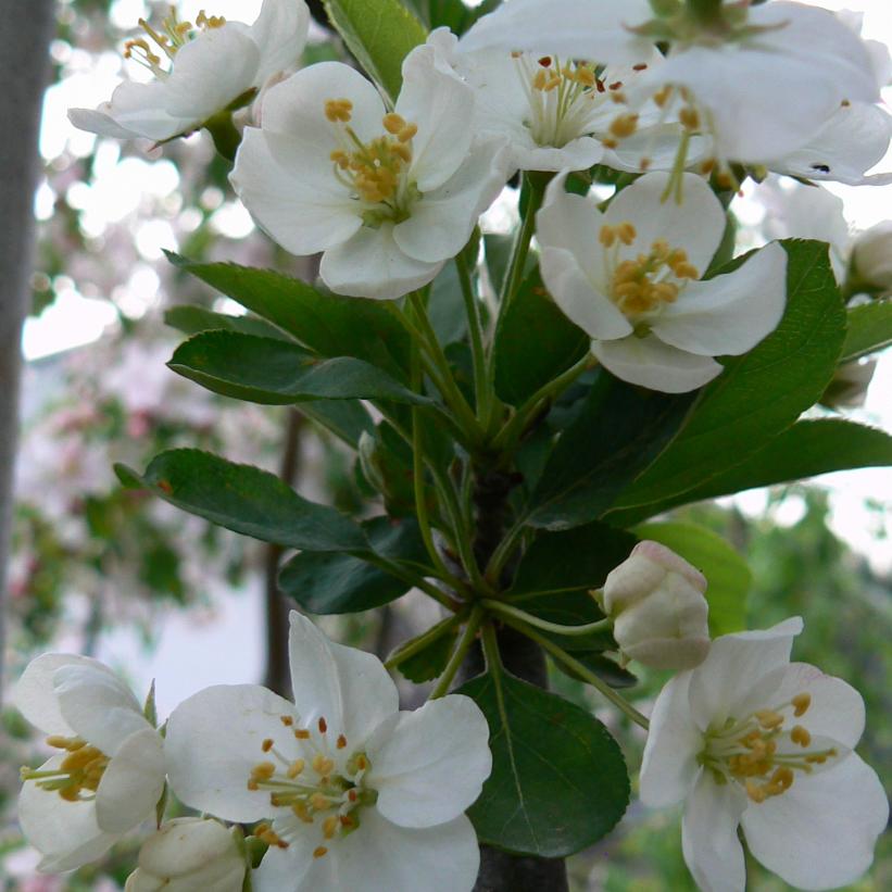 Pink Sargent Crabapple