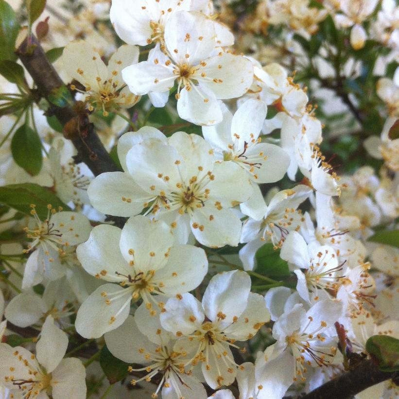 Tina Crabapple