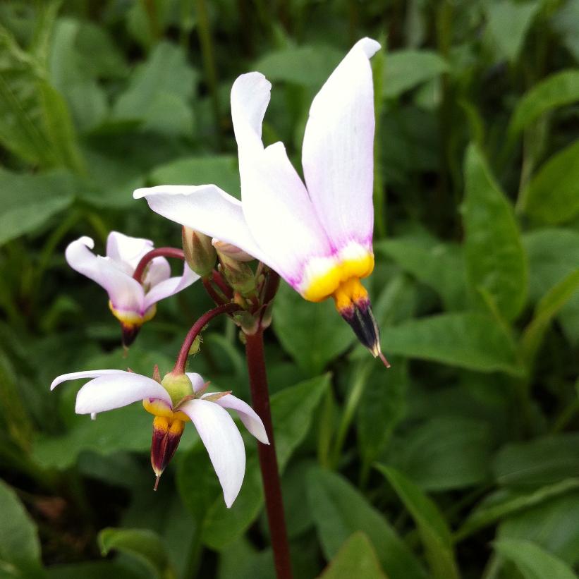 Shooting Star, American Cowslip