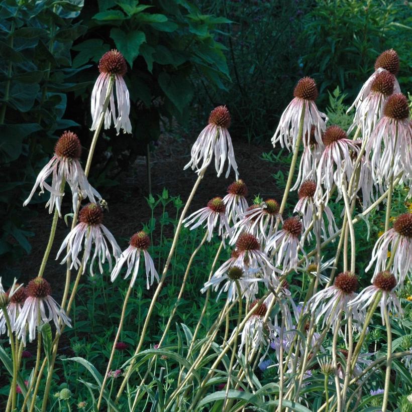 Pale Purple Coneflower