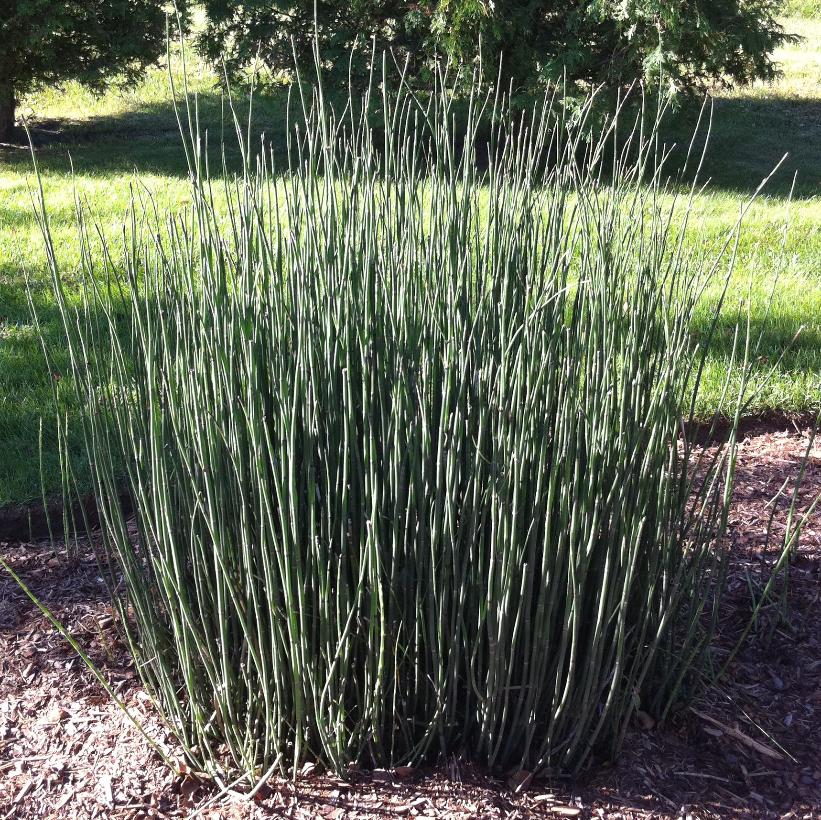 Scouring Rush, Horsetail Rush, Dutch Rush, Rough Horsetail