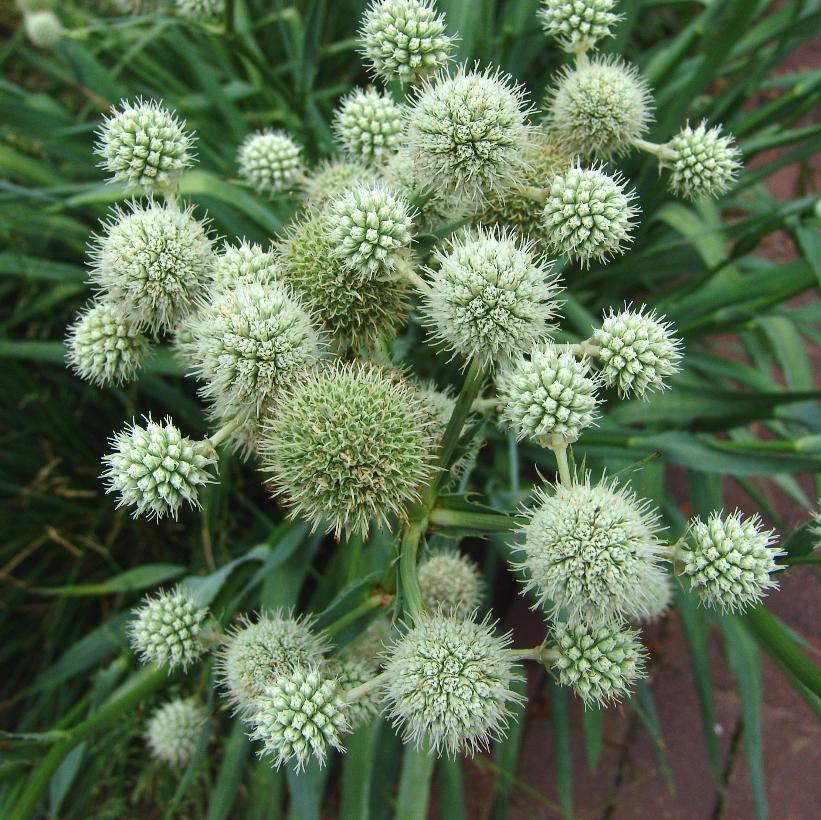 Rattlesnake Master, Button Snakeroot
