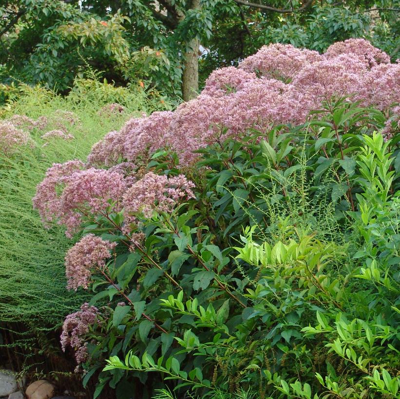 Hollow Joe Pye Weed, Joe Pye Weed
