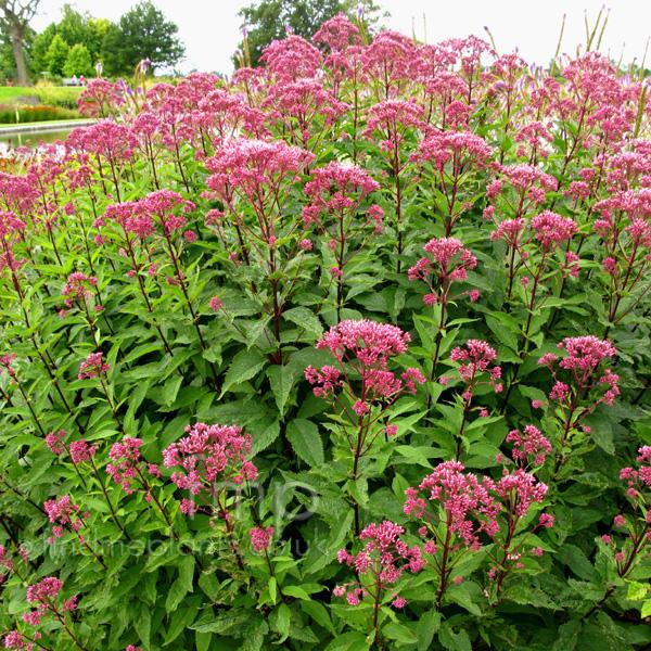 Joe Pye Weed