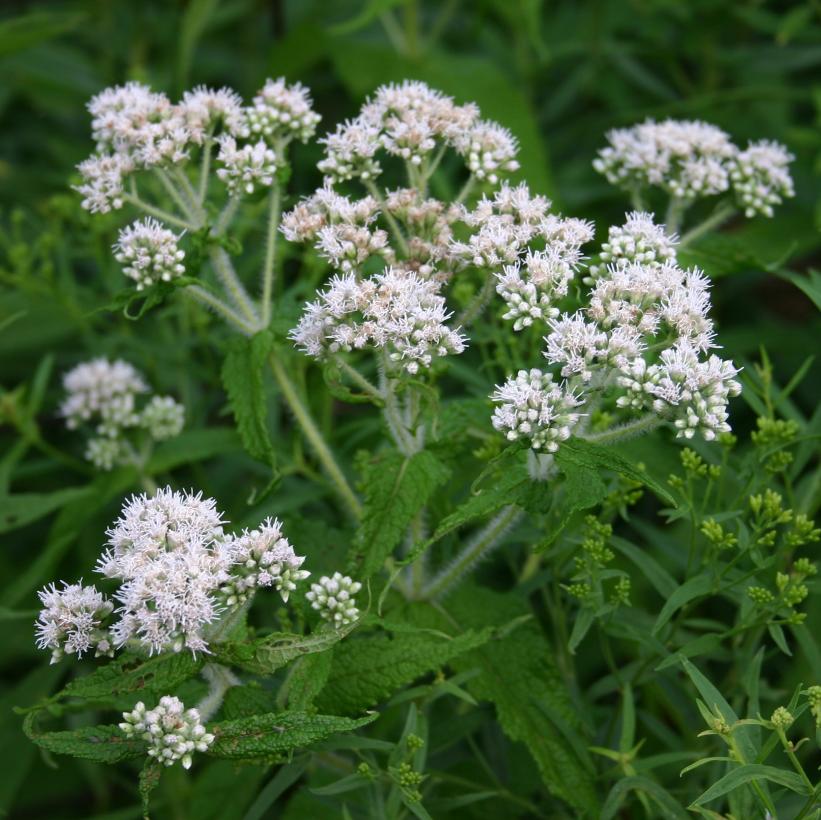 Boneset, Thoroughwort