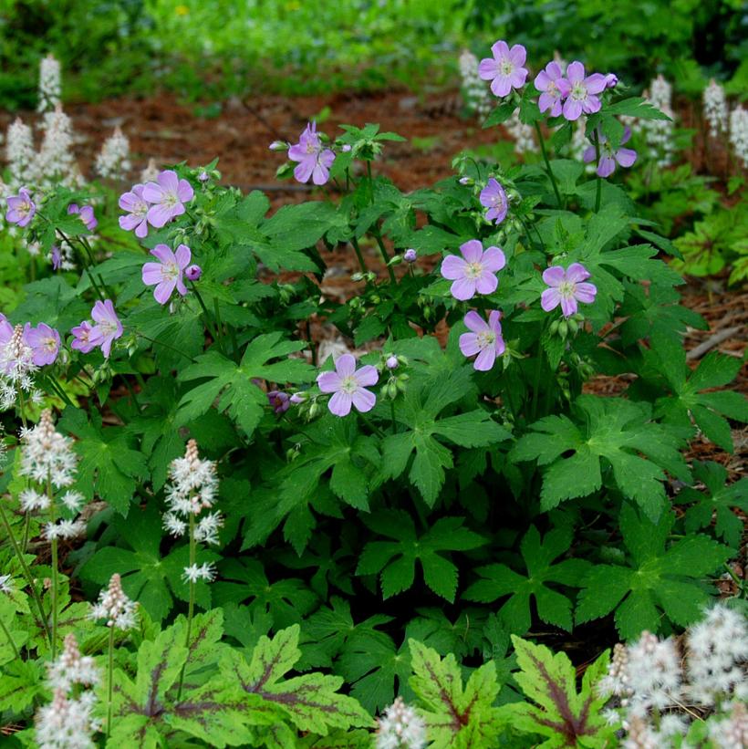 Wild Geranium, Spotted Cranesbill - Geranium maculatum