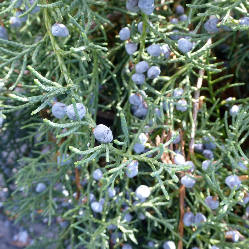 Grey Owl Juniper