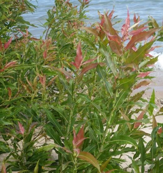 Heart-leaved Willow