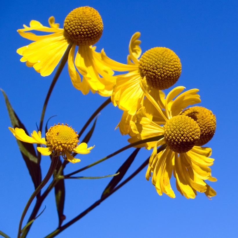 Sneezeweed