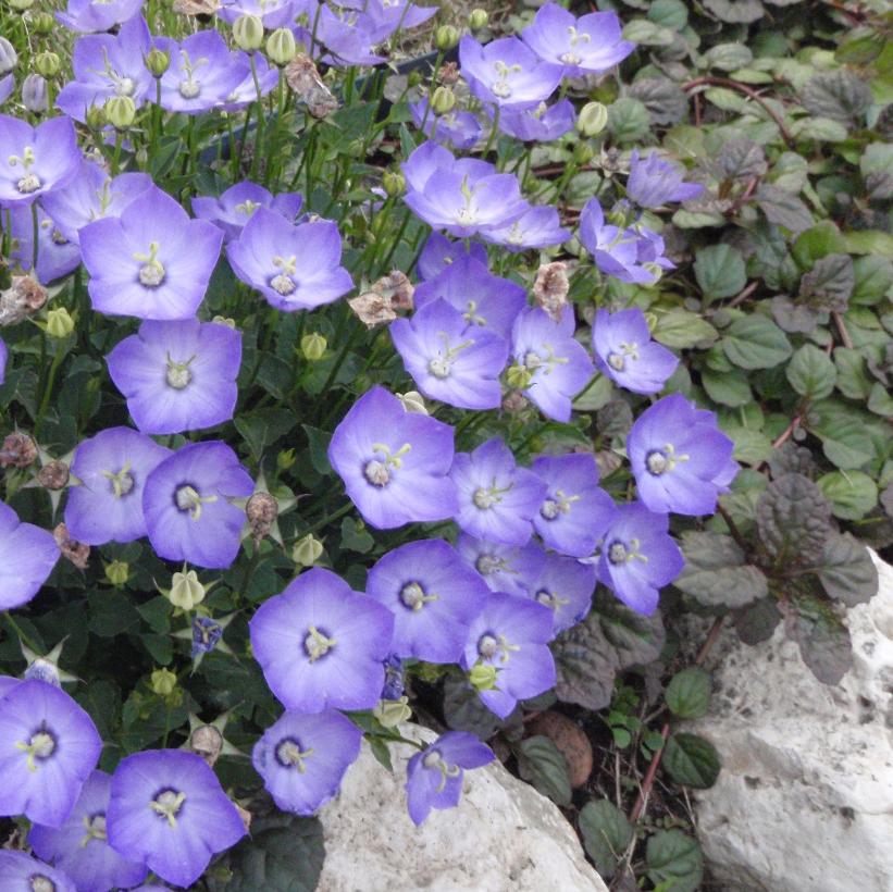 Carpathian Bellflower - Campanula carpatica &