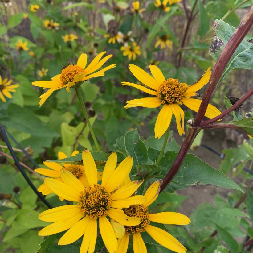 False Sunflower