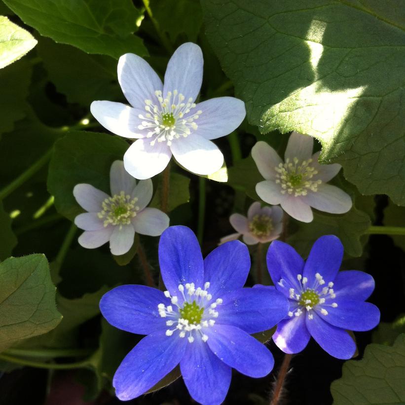 Round-lobed Hepatica, Round-lobed liverwort, Liverleaf
