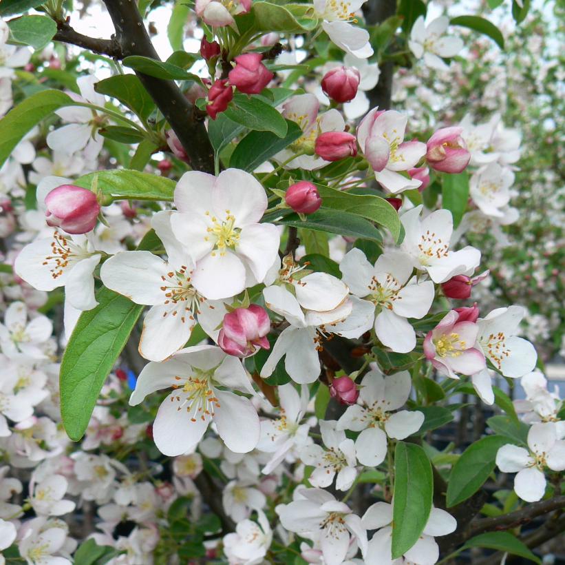 Redbud Crabapple