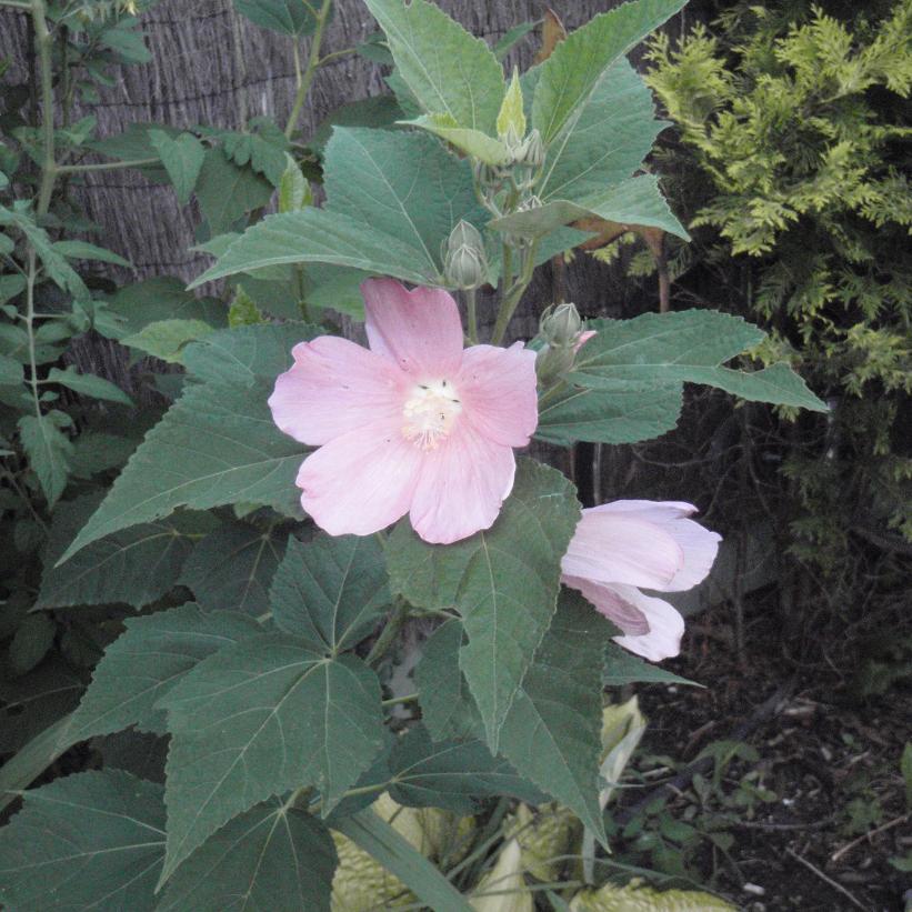 Swamp Rose Mallow, Common Rose Mallow