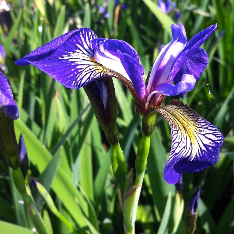 Blue Flag Iris, Harlequin Blue Flag