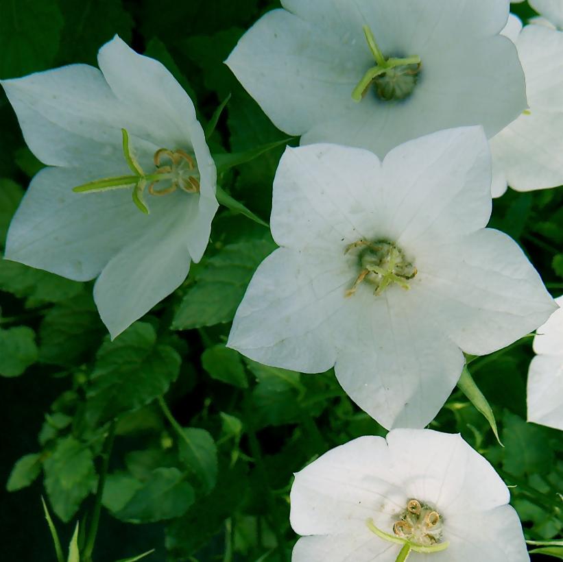 White Clips Carpathian Bellflower