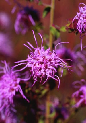 Rough Blazing Star, Rough Gayfeather