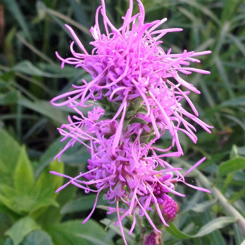 Ontario Blazing Star