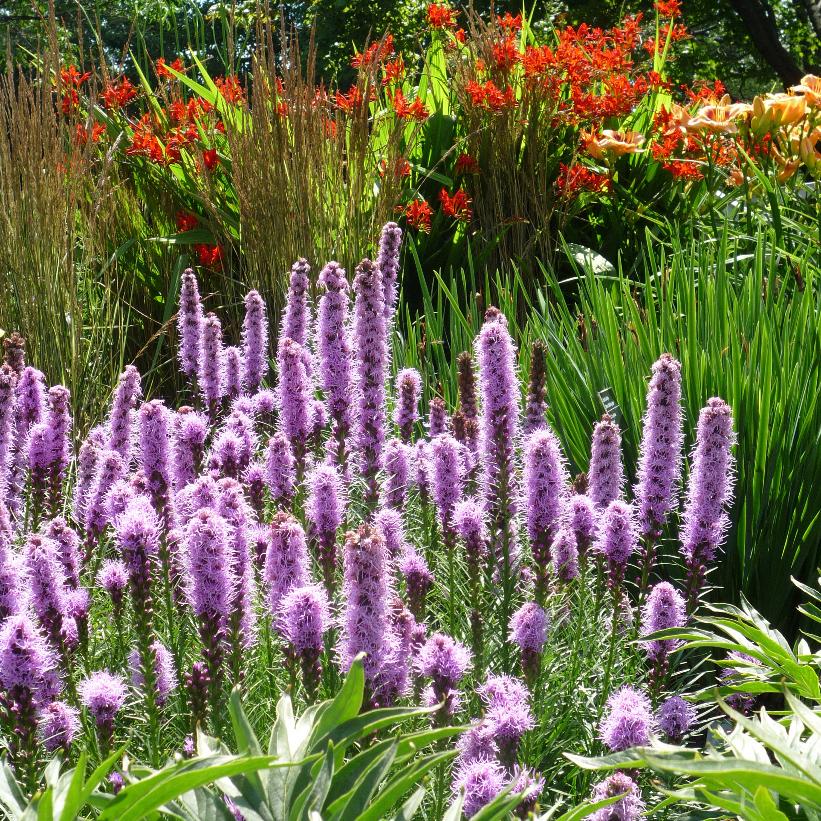 Dense Blazing Star, Prairie Gayfeather, Spike Gayfeather