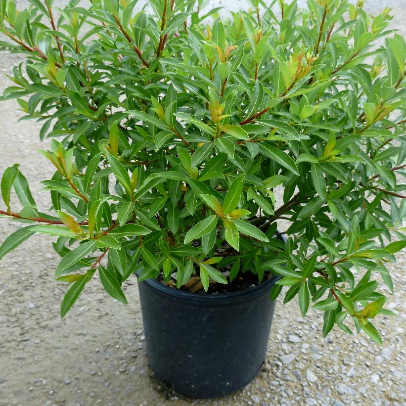Melanostachys Black Pussy Willow