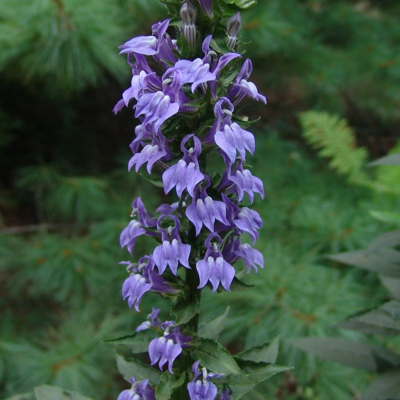 Great Blue Lobelia