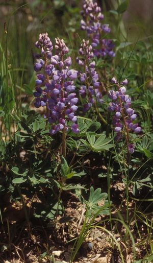 Sundial Lupine, Wild Lupine, Blue Lupine, Blue Bonnets