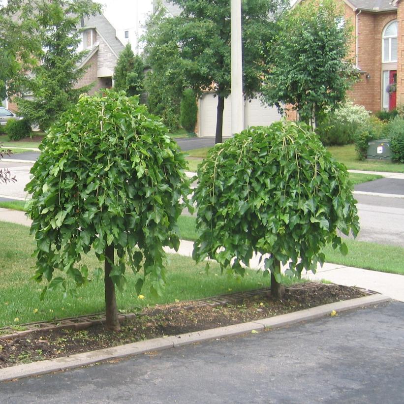 Weeping Mulberry