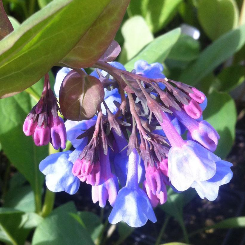 Virginia Bluebells, Cowslip, Roanoke Bells