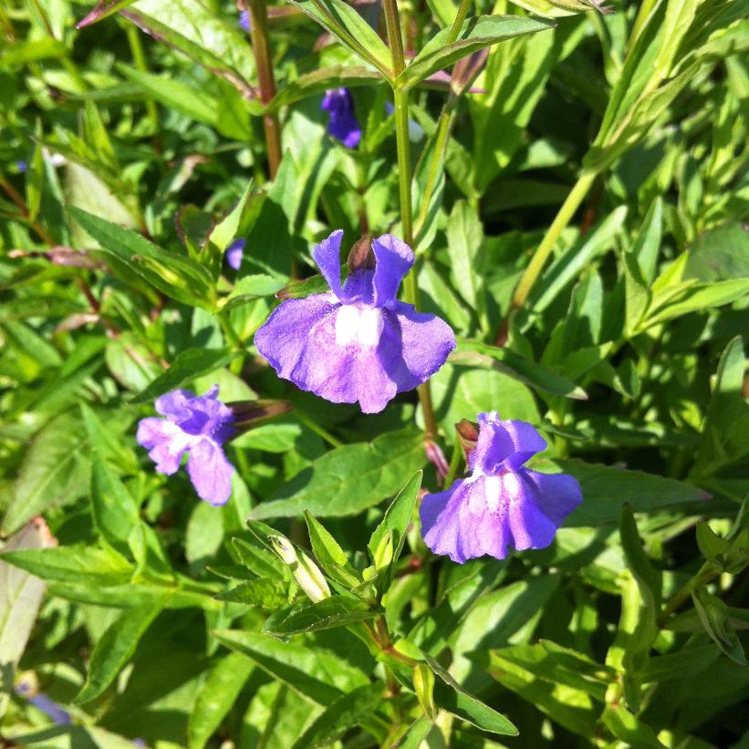Monkey Flower, Allegheny Monkey Flower, Square-stemmed Monkey flw