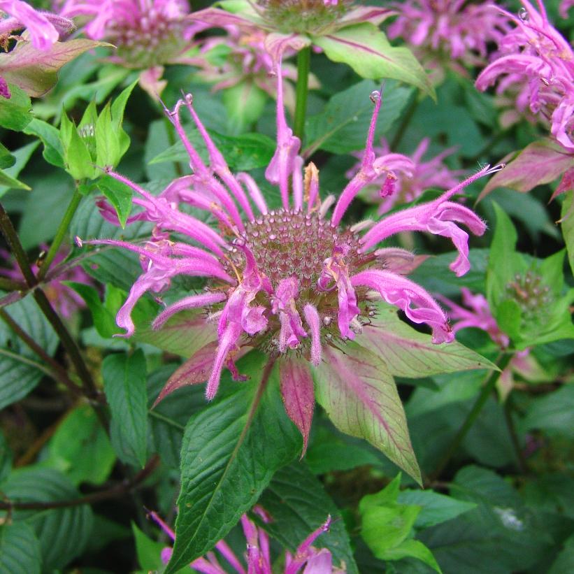 Wild Bergamot, Wild Bee Balm