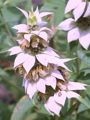 Spotted Bee Balm, Horsemint