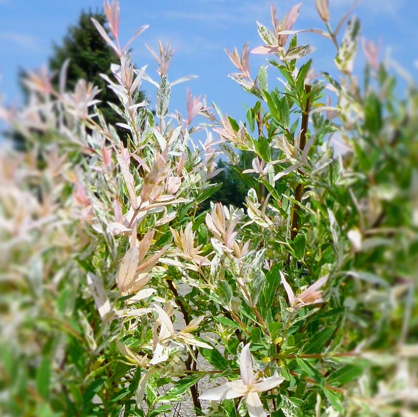 Flamingo Willow